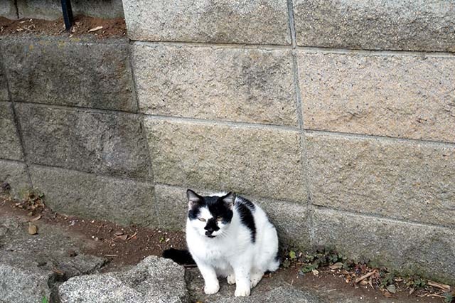 入園料無料が嬉しい！「夢見ヶ崎動物公園」の見どころやアクセス方法を徹底解説