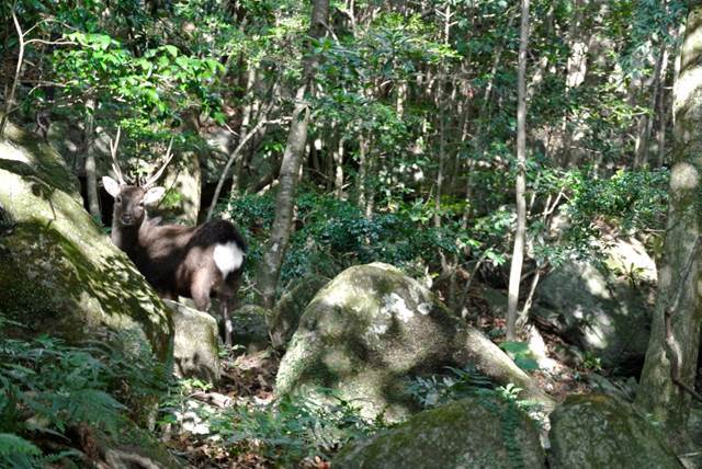 憧れの離島ぐらし！屋久島在住筆者が教える屋久島の魅力