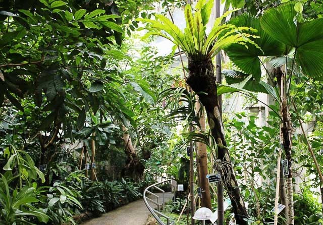 雨でも「そとへのお出かけ気分」を感じられるスポット！都内の温室植物園3選