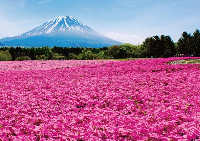 富士山と芝桜を望む絶景イベントに『ピーターラビット』の世界が出現！家族で心ときめく体験を