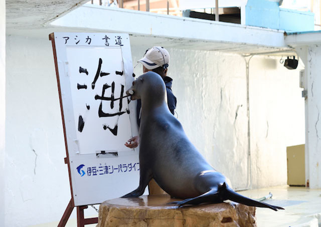 伊豆・三津シーパラダイスでイルカショー＆ふれあい体験を満喫【富士山も間近】