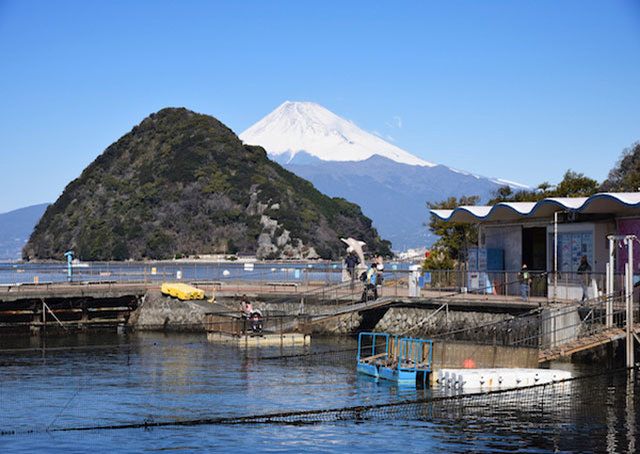 伊豆・三津シーパラダイスでイルカショー＆ふれあい体験を満喫【富士山も間近】