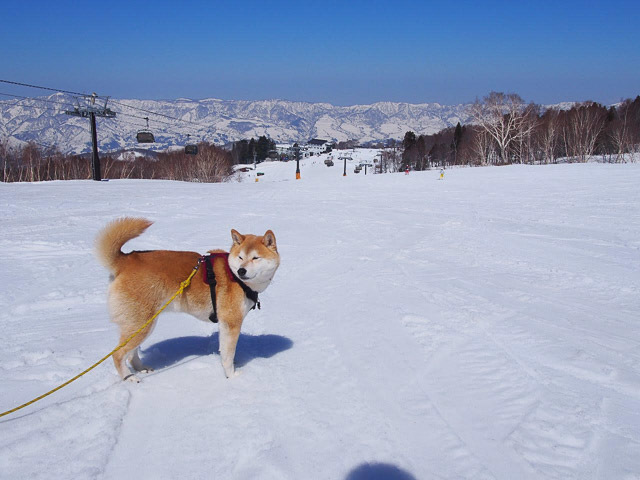 雪にまみれて絆が深まる！ワンちゃんと一緒に遊べるスキー場【極私的おでかけ百景 #15】