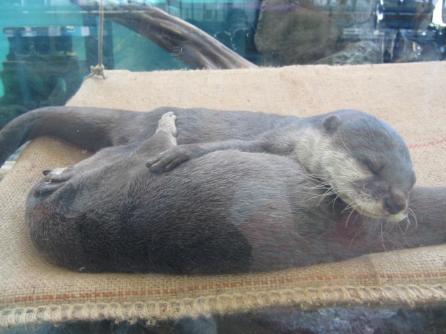 鳥羽水族館の魅力を徹底解剖！ジュゴンやショーから料金、アクセスまでの完全ガイド