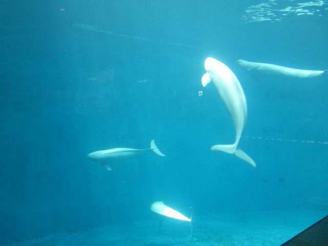 鳥羽水族館の魅力を徹底解剖！ジュゴンやショーから料金、アクセスまでの完全ガイド