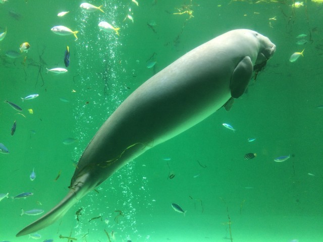 鳥羽水族館の魅力を徹底解剖！ジュゴンやショーから料金、アクセスまでの完全ガイド