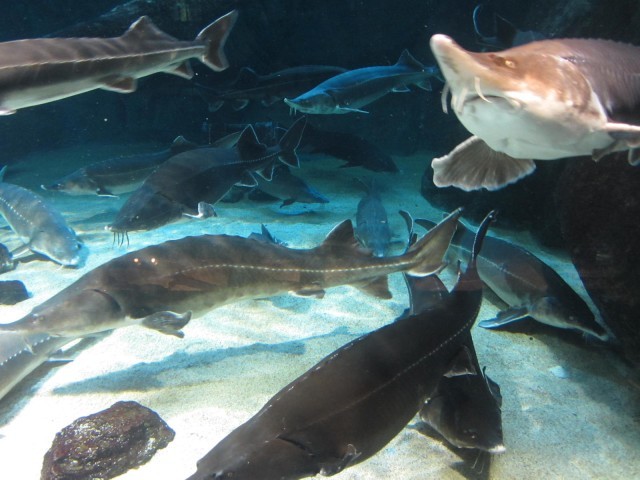 鳥羽水族館の魅力を徹底解剖！ジュゴンやショーから料金、アクセスまでの完全ガイド