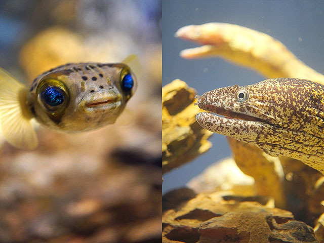 カラフルな生き物展示＆学び体験で子どもの笑顔がいっぱいに！静岡駅前に都市型水族館がオープン