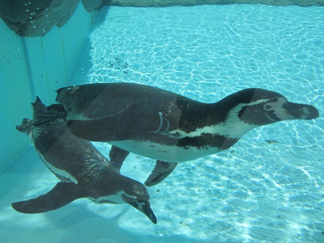 【オススメ3選】三重 水族館を満喫！ペンギンやマンボウのいる人気アクアリウムを紹介！