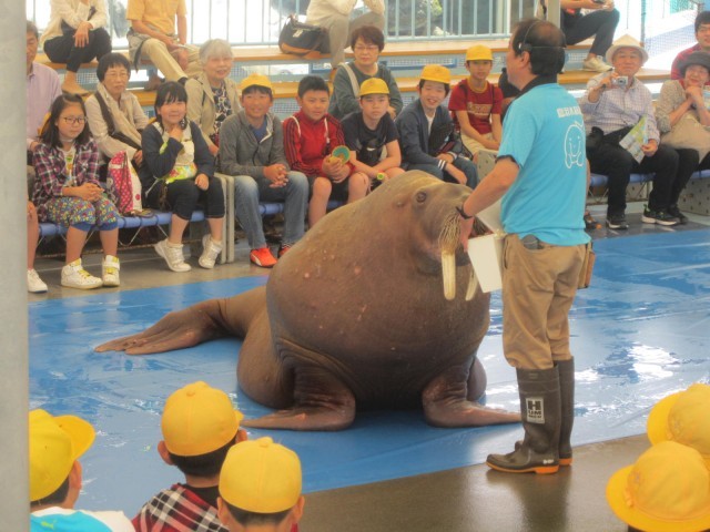 鳥羽水族館の魅力を徹底解剖！ジュゴンやショーから料金、アクセスまでの完全ガイド