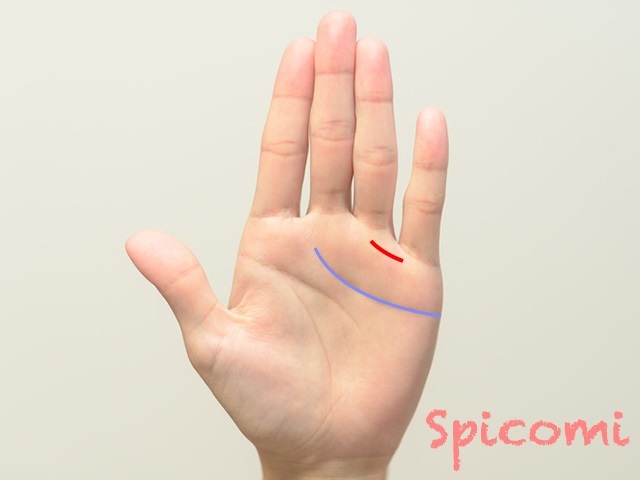 『Spicomi』より引用jpg