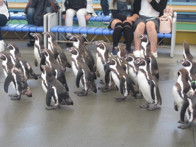 鳥羽水族館の魅力を徹底解剖！ジュゴンやショーから料金、アクセスまでの完全ガイド