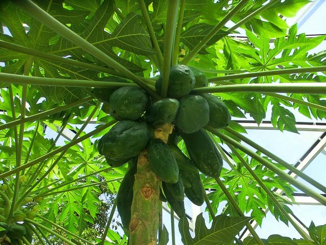 雨でも「そとへのお出かけ気分」を感じられるスポット！都内の温室植物園3選