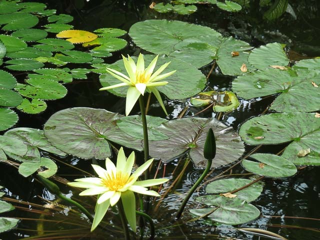 雨でも「そとへのお出かけ気分」を感じられるスポット！都内の温室植物園3選