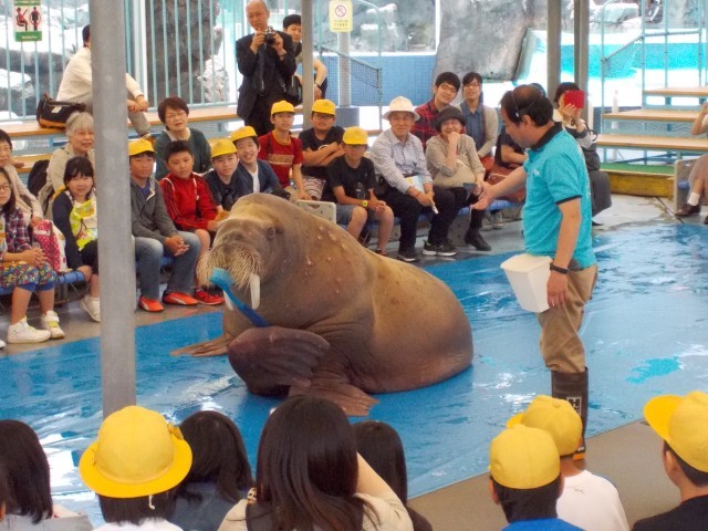 鳥羽水族館の魅力を徹底解剖！ジュゴンやショーから料金、アクセスまでの完全ガイド