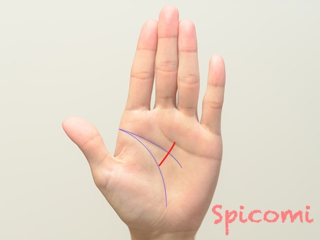 『Spicomi』より引用
