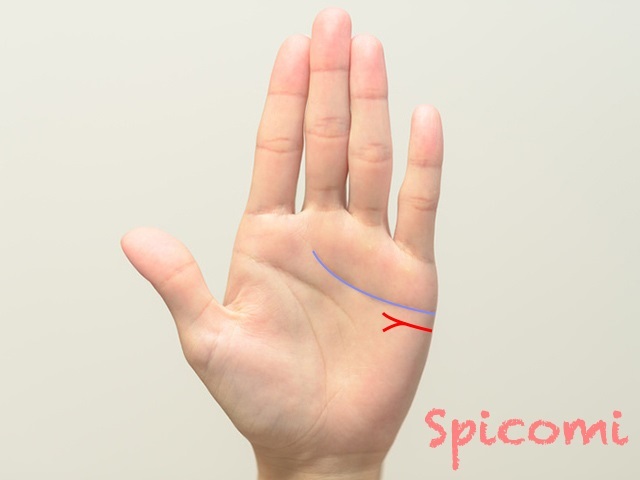 『Spicomi』より引用