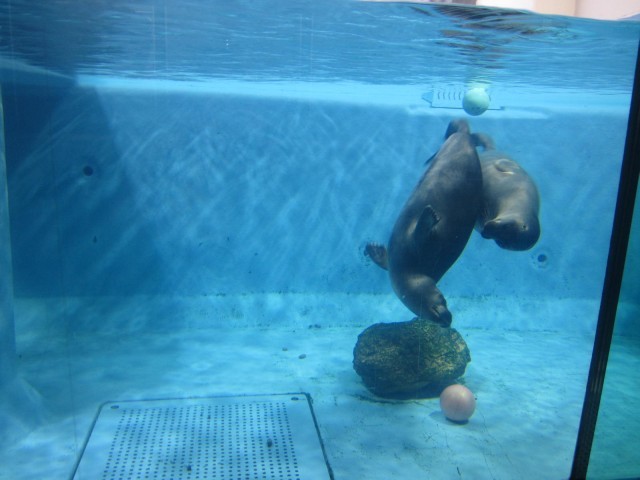 鳥羽水族館の魅力を徹底解剖！ジュゴンやショーから料金、アクセスまでの完全ガイド