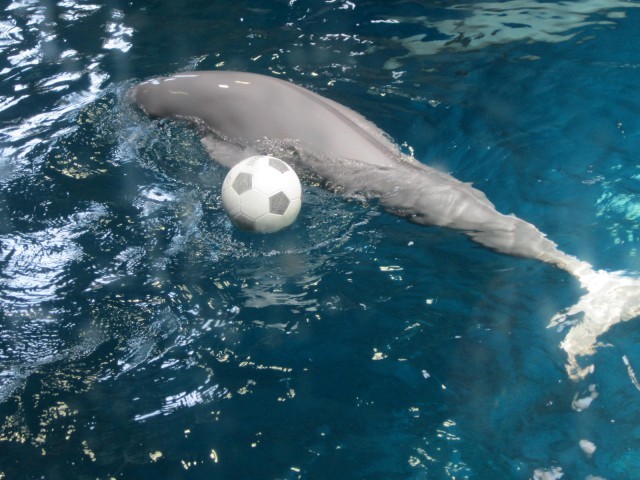 鳥羽水族館の魅力を徹底解剖！ジュゴンやショーから料金、アクセスまでの完全ガイド