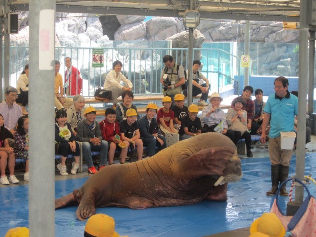 鳥羽水族館の魅力を徹底解剖！ジュゴンやショーから料金、アクセスまでの完全ガイド