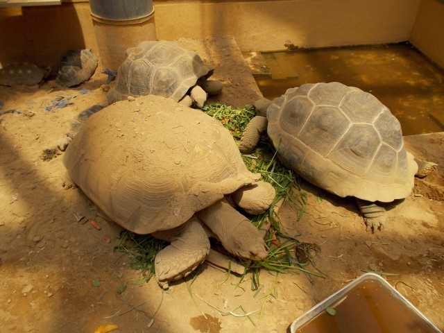 鳥羽水族館の魅力を徹底解剖！ジュゴンやショーから料金、アクセスまでの完全ガイド