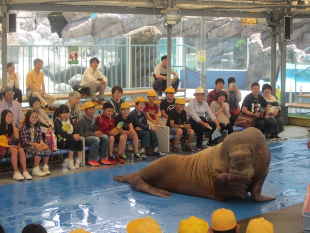 鳥羽水族館の魅力を徹底解剖！ジュゴンやショーから料金、アクセスまでの完全ガイド