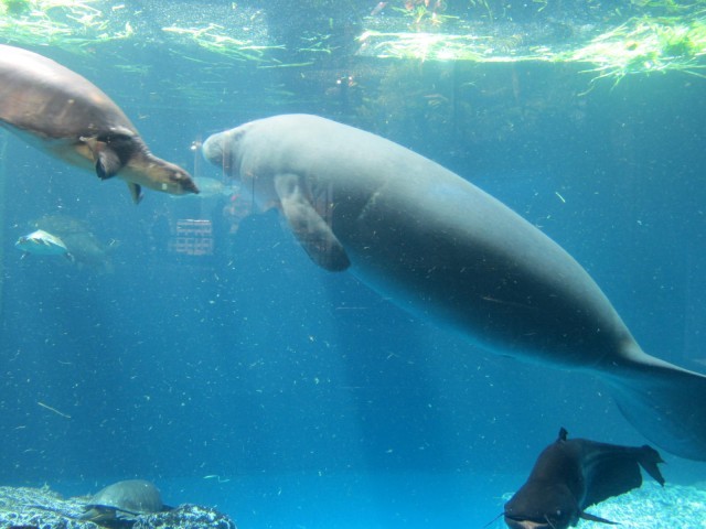 鳥羽水族館の魅力を徹底解剖！ジュゴンやショーから料金、アクセスまでの完全ガイド