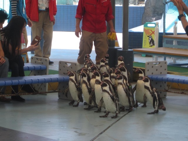 鳥羽水族館の魅力を徹底解剖！ジュゴンやショーから料金、アクセスまでの完全ガイド