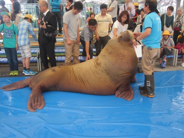 鳥羽水族館の魅力を徹底解剖！ジュゴンやショーから料金、アクセスまでの完全ガイド