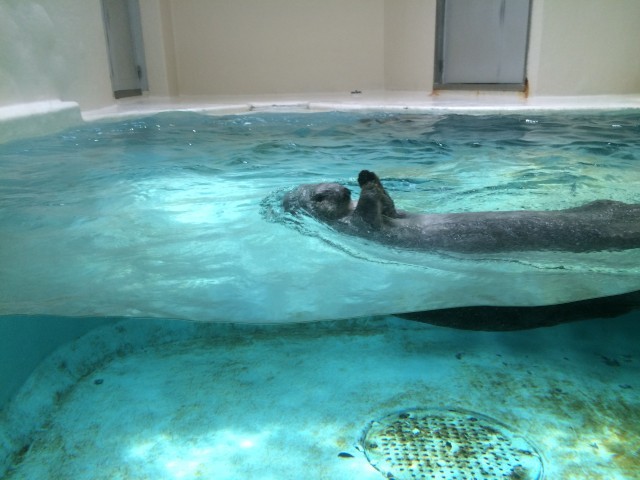 鳥羽水族館の魅力を徹底解剖！ジュゴンやショーから料金、アクセスまでの完全ガイド