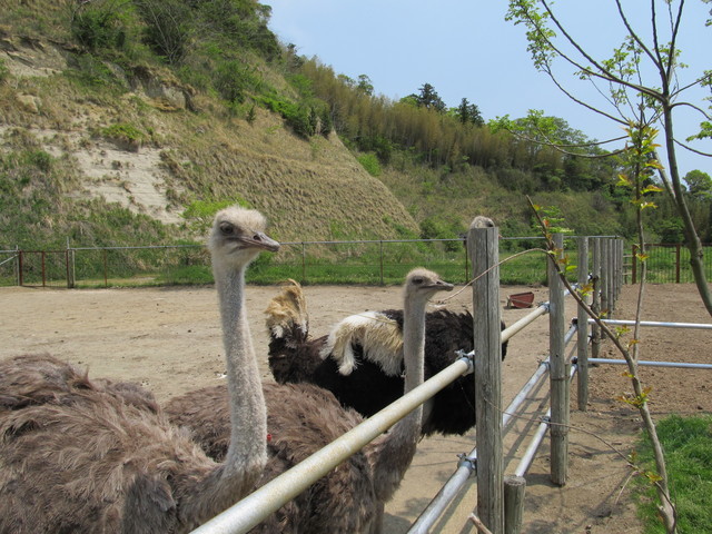 千葉のおすすめ水族館・動物園13選！愛らしさに心おどるひとときを