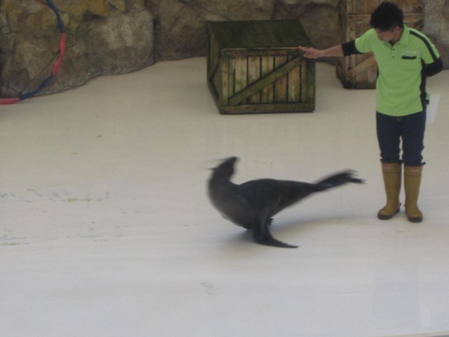 鳥羽水族館の魅力を徹底解剖！ジュゴンやショーから料金、アクセスまでの完全ガイド