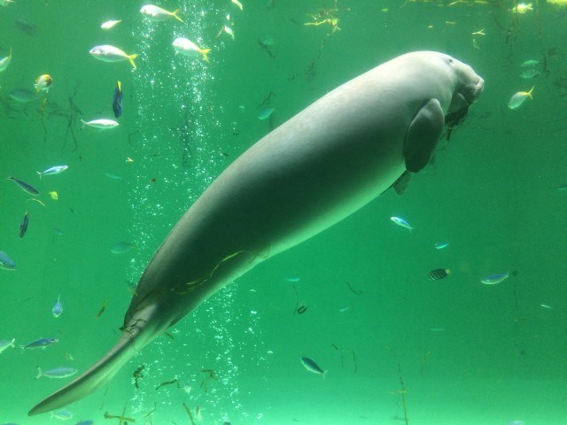 【オススメ3選】三重 水族館を満喫！ペンギンやマンボウのいる人気アクアリウムを紹介！