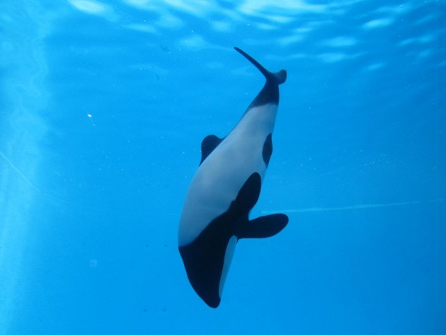 鳥羽水族館の魅力を徹底解剖！ジュゴンやショーから料金、アクセスまでの完全ガイド