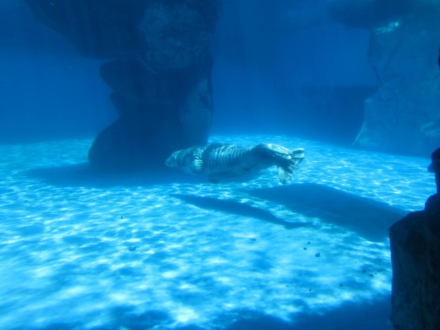 鳥羽水族館の魅力を徹底解剖！ジュゴンやショーから料金、アクセスまでの完全ガイド