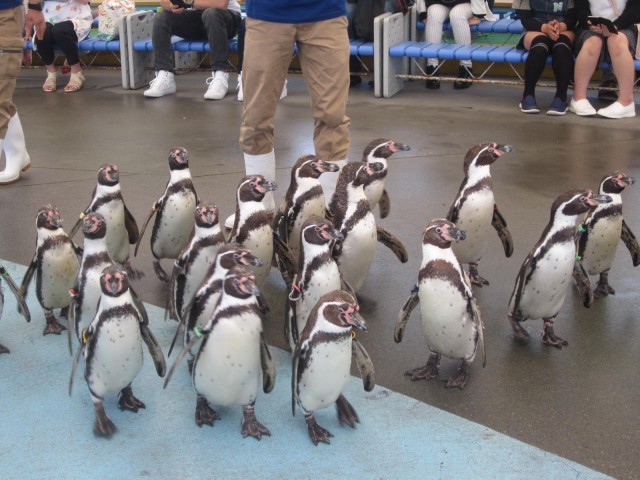 鳥羽水族館の魅力を徹底解剖！ジュゴンやショーから料金、アクセスまでの完全ガイド