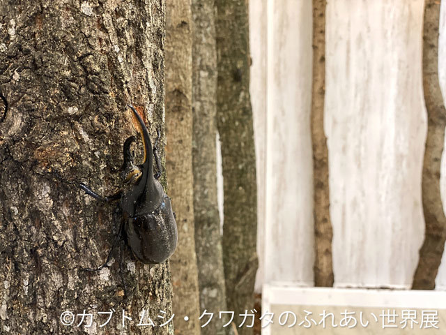 東京・浅草橋でアジア最大のカブトムシにタッチ！レア種にさわれる昆虫展で子どもは大はしゃぎ