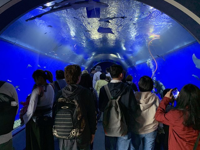 【取材レポ】海遊館へ行ってきた！館内の魅力から遊びに行く前に知っておきたい情報まで