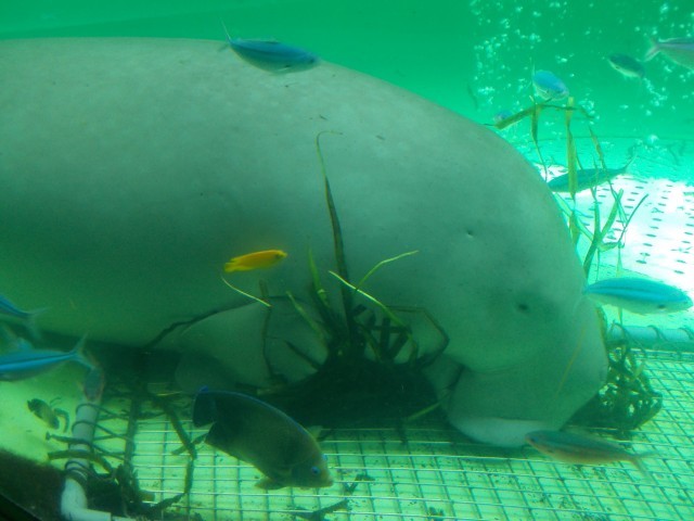 鳥羽水族館の魅力を徹底解剖！ジュゴンやショーから料金、アクセスまでの完全ガイド