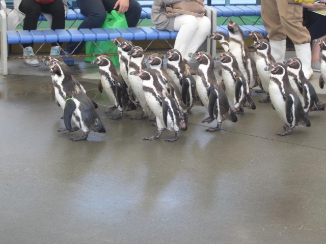 鳥羽水族館の魅力を徹底解剖！ジュゴンやショーから料金、アクセスまでの完全ガイド