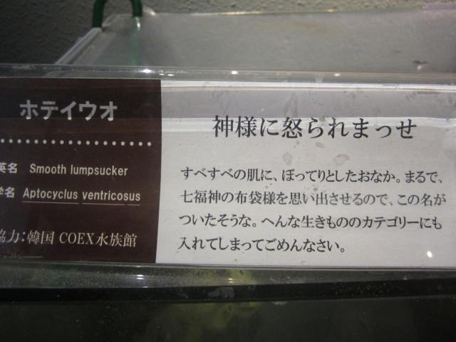 鳥羽水族館の魅力を徹底解剖！ジュゴンやショーから料金、アクセスまでの完全ガイド