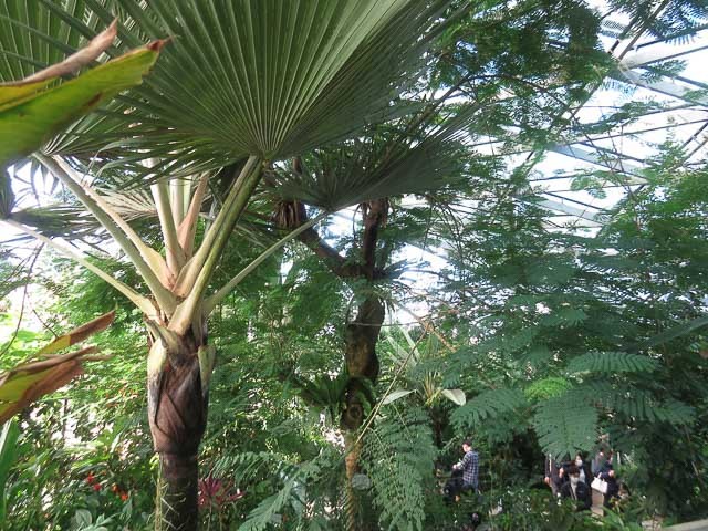 雨でも「そとへのお出かけ気分」を感じられるスポット！都内の温室植物園3選