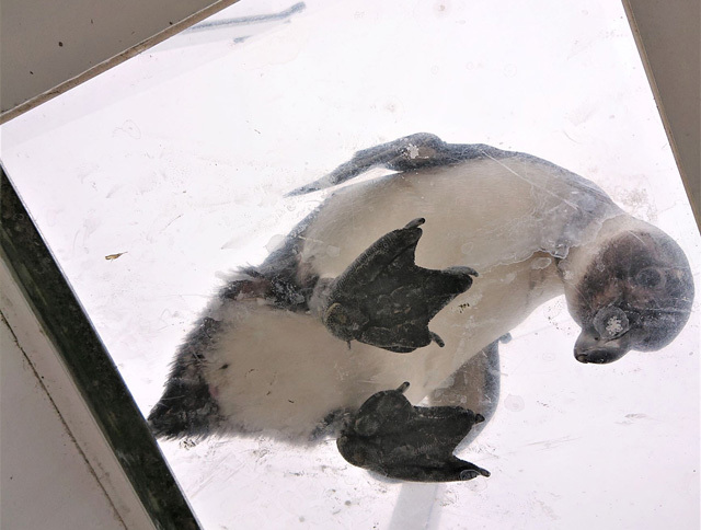 目の前に広がる海の世界は驚きと感動の連続！仙台うみの杜水族館の魅力を徹底レポ