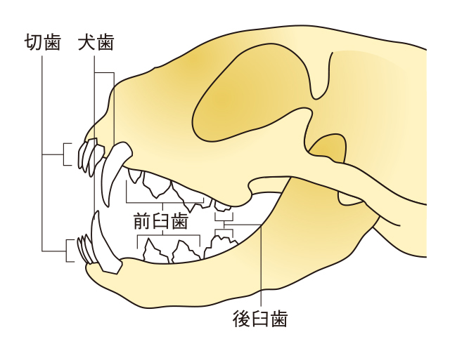 猫の歯が生え変わるタイミングと歯の役割