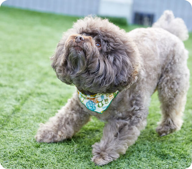 愛犬が寝落ちしちゃう？うっとり触り方講座