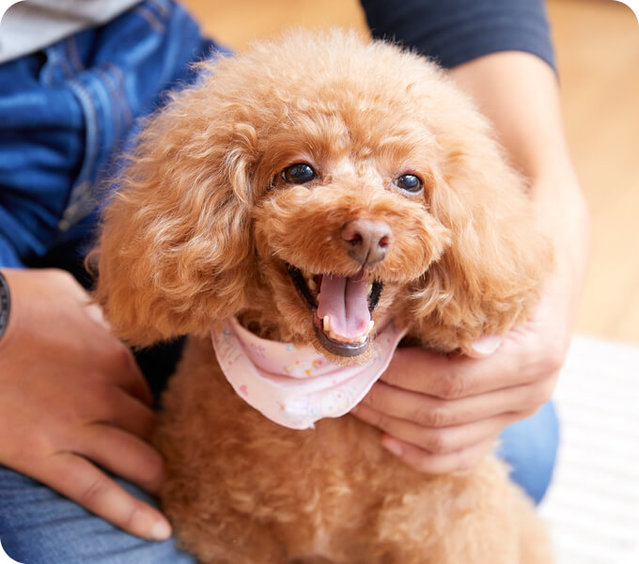 愛犬が寝落ちしちゃう？うっとり触り方講座