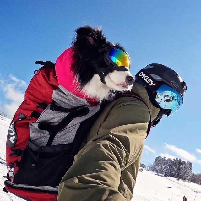 雪にまみれて絆が深まる！ワンちゃんと一緒に遊べるスキー場【極私的おでかけ百景 #15】