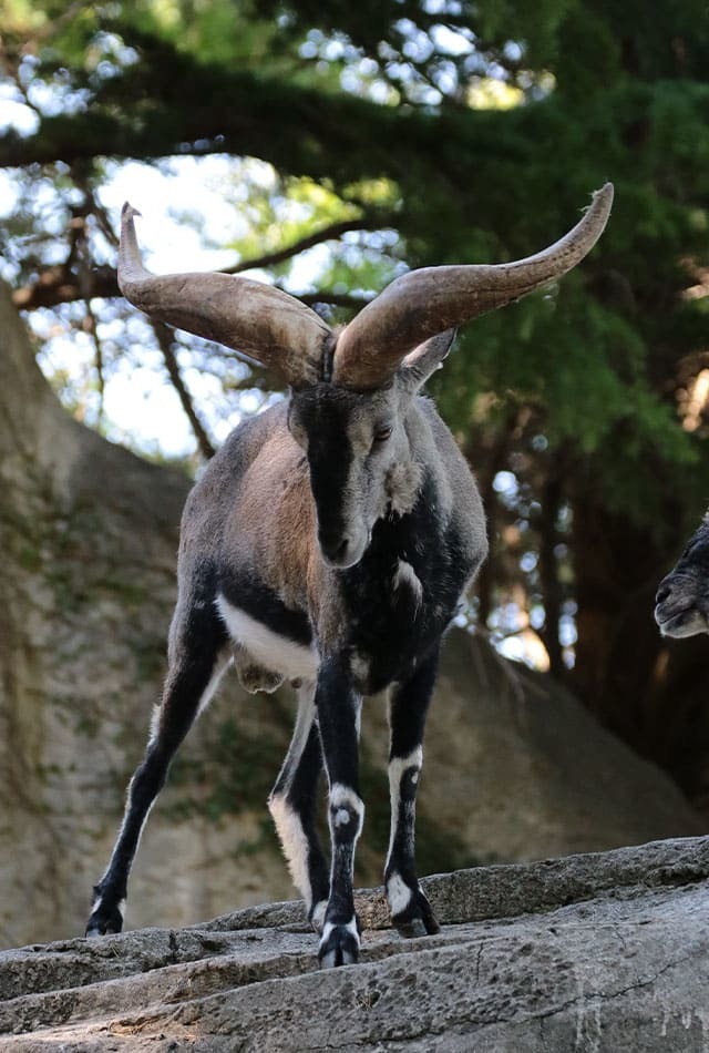 ここでしか見られない希少動物の宝庫！ 横浜「金沢動物園」を徹底解説