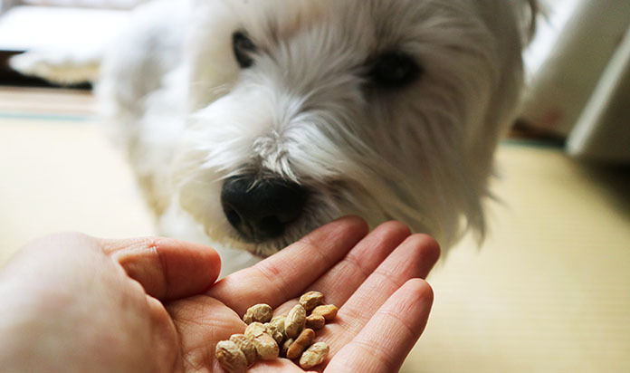 【獣医師監修】節分の豆を犬猫が食べても大丈夫？【節分】