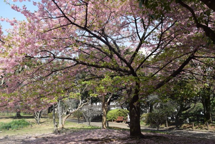 皇居 楽しみ方徹底レポ！訪れたら絶対見たいポイント教えます